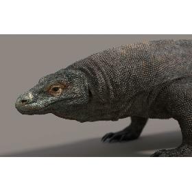 Komodo Dragon